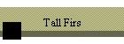 Tall Firs
